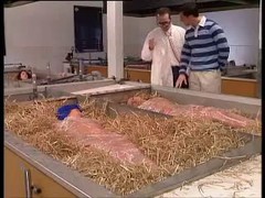 Drop dead cute amateur teen girl fucked messily in the barn yard