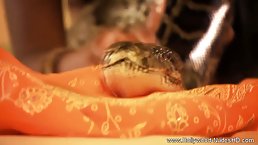 Exotic oriental teen gets her nipples erect from playing with her giant pet snake on the bed